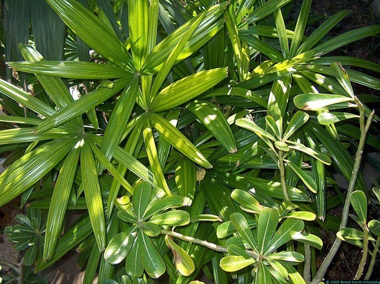 17 03 04 OP La NASA recomienda algunas plantas 3