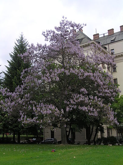 17 04 13 OP Kiri el árbol que salvará al mundo 1 Paulownia tomentosa aspecto general