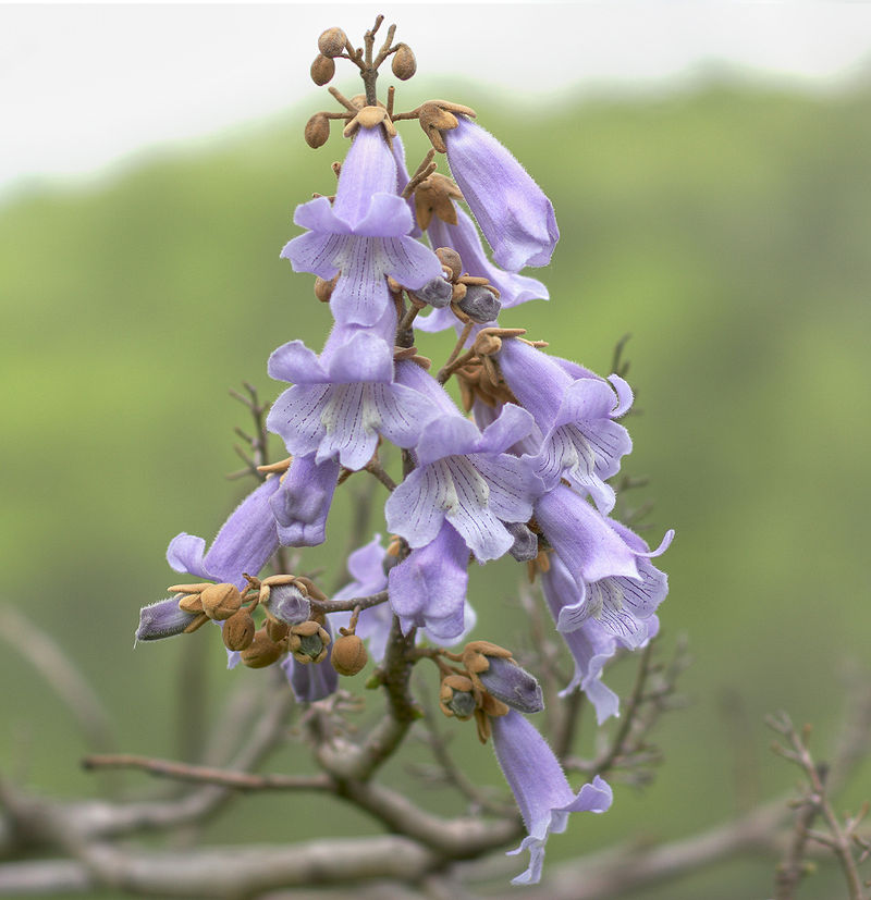 17 04 13 OP Kiri el árbol que salvará al mundo 2 Flores de Paulownia