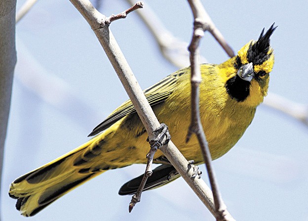 17 06 12 OP Fundación mendocina redobla acciones contra Facebook 3