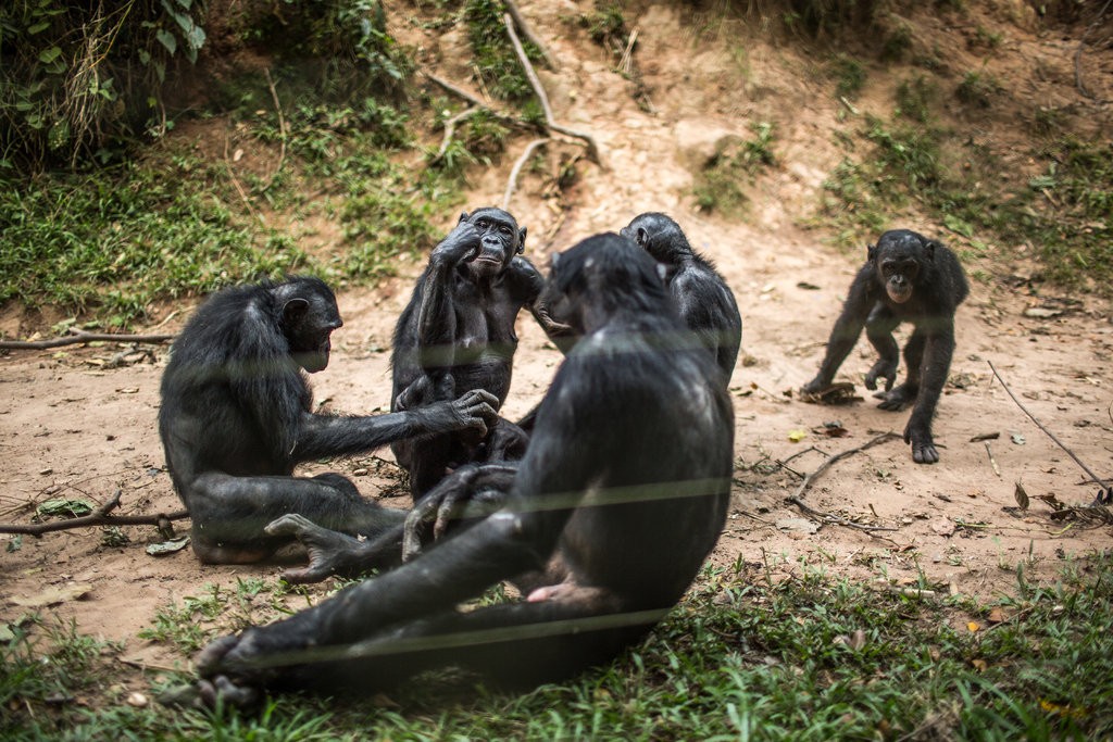 18 11 04 OP Los orígenes de la generosidad humana 3 Bonobos adolescentes y adultos en la Reserva Lola Ya Bonobo en el Congo