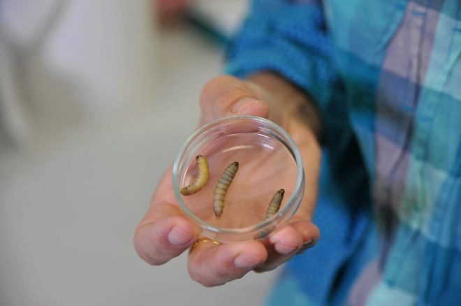 18 12 05 OP Un gusano que come plástico 1