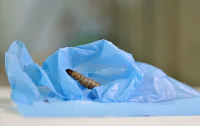 18 12 05 OP Un gusano que come plástico 2