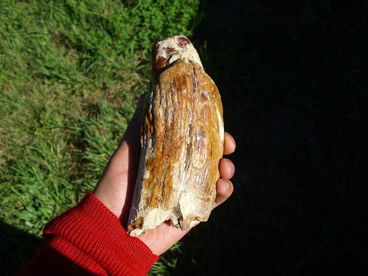 19 04 28 OP Moby Dick vivió en la Patagonia 1 Diente de Livyatan I