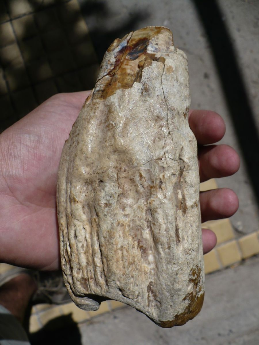 19 04 28 OP Moby Dick vivió en la Patagonia 5 Diente de Livyatan II