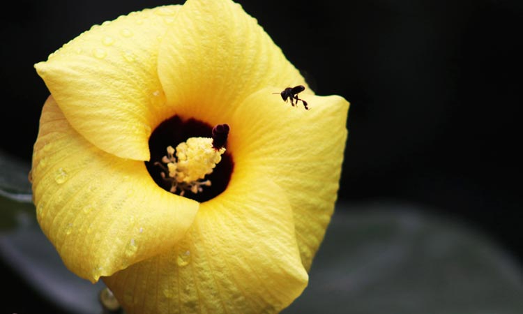 19 06 17 OP Posible desaparición de insectos en todo el planeta 1 Los insectos son indispensables para la vida humana