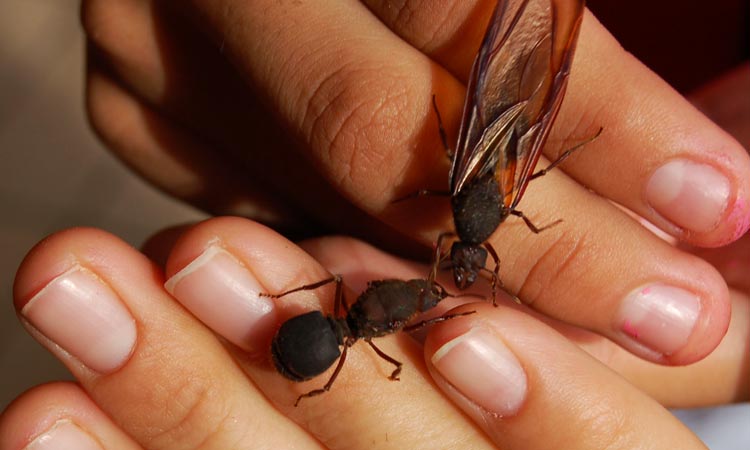19 06 17 OP Posible desaparición de insectos en todo el planeta 2
