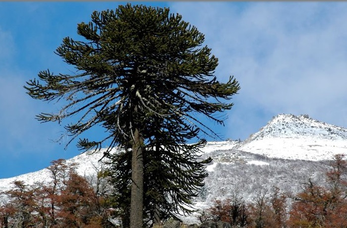 19 09 28 OP El Día del Árbol y los primeros incendios en la Argentina 1 Día del Árbol en Argentina