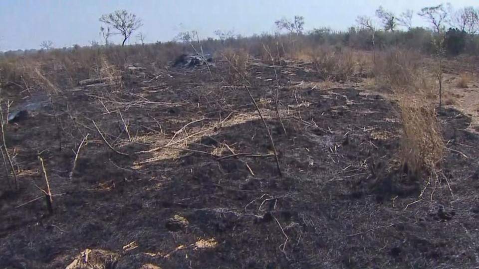 19 09 28 OP El Día del Árbol y los primeros incendios en la Argentina 2 Un bosque de Santiago del Estero luego de los incendios