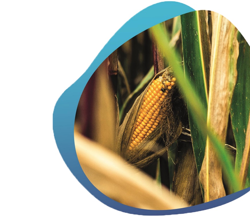 19 12 15 OP Un biofertilizante que reduce el uso de fertilizantes químicos 2 Maíz próximo a cosecharse