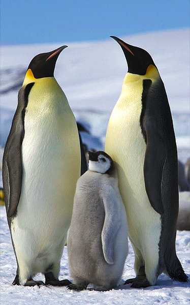 20 02 22 OP 22 de febrero Día de la Antártida Argentina 3 Familia de pingüinos Emperador en la isla Cerro Nevado