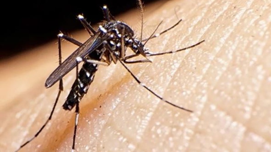 20 02 28 OP Nuevamente la amenaza viene volando 2 El Aedes aegypti es pequeño y se reconoce por sus rayas blancas