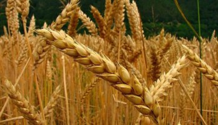 20 03 12 OP Una mujer presidirá el INTA 2 Producción agrícola