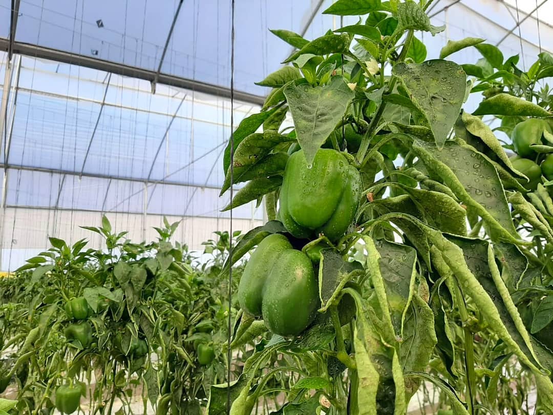 20 03 12 OP Una mujer presidirá el INTA 3 Producción hortícola