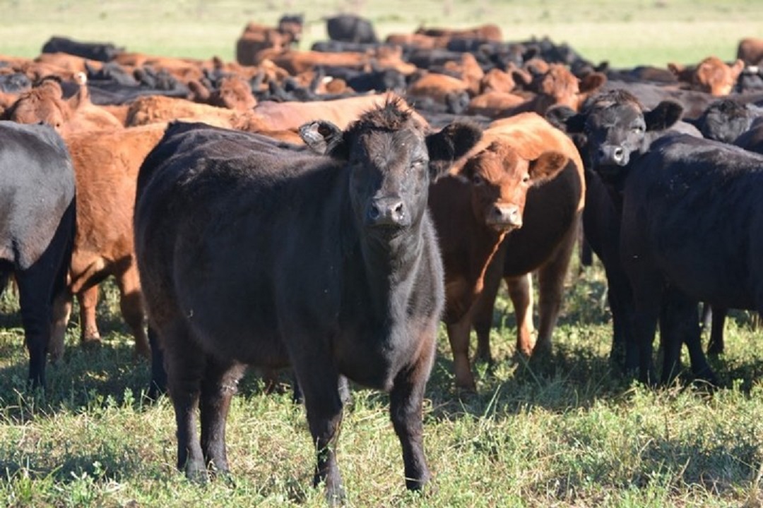 20 03 12 OP Una mujer presidirá el INTA 4 Producción bobina