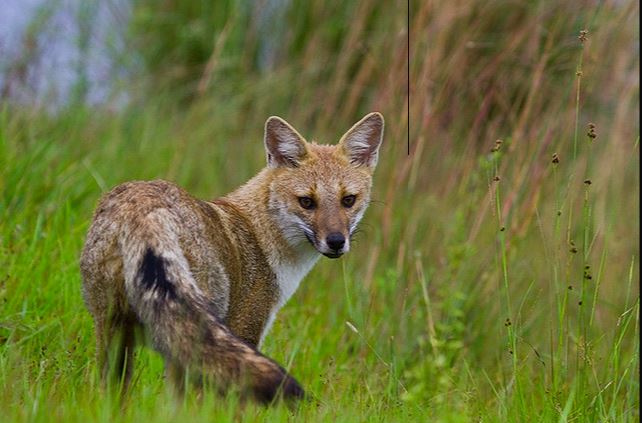 20 04 15 OP COVID19 El peligro de los hábitos de las sociedades modernas 3 Zorro gris pampeano