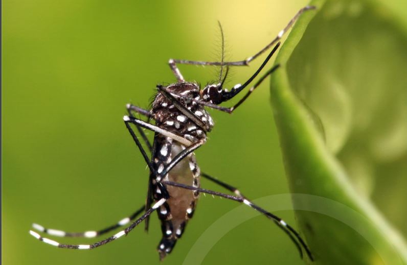 20 05 02 OP Entre dos plagas 5 Mosquito Aedes aegypti