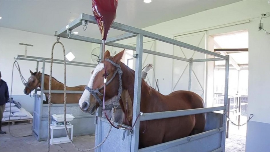 20 08 04 OP Suero equino desarrollado en la Argentina contra el Covid 19 1 Caballos en el laboratorio